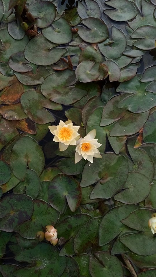 lilia wodna miniaturowa